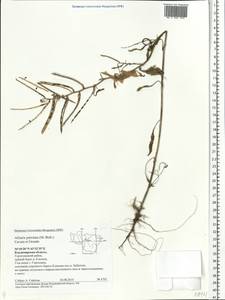 Alliaria petiolata (M. Bieb.) Cavara & Grande, Eastern Europe, Central region (E4) (Russia)