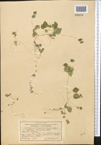 Parietaria micrantha Ledeb., Middle Asia, Northern & Central Tian Shan (M4) (Kyrgyzstan)