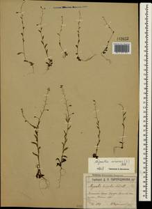 Myosotis arvensis (L.) Hill, Crimea (KRYM) (Russia)