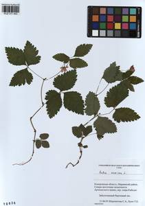 Rubus arcticus L., Siberia, Altai & Sayany Mountains (S2) (Russia)