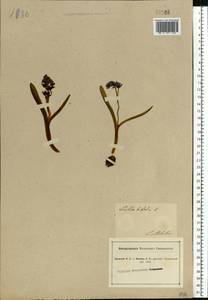 Scilla bifolia L., Eastern Europe, South Ukrainian region (E12) (Ukraine)