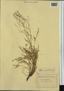 Rumex acetosella subsp. multifidus (L.) Schübl. & G. Martens, Western Europe (EUR) (Not classified)