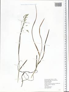 Poa macrocalyx Trautv. & C.A.Mey., Siberia, Chukotka & Kamchatka (S7) (Russia)