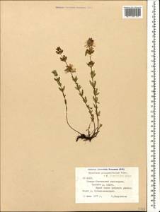 Hypericum linarioides, Caucasus, North Ossetia, Ingushetia & Chechnya (K1c) (Russia)