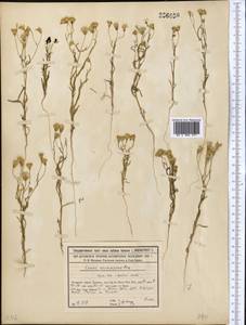 Senecio glaucus subsp. coronopifolius (Maire) C. Alexander, Middle Asia, Syr-Darian deserts & Kyzylkum (M7) (Kazakhstan)