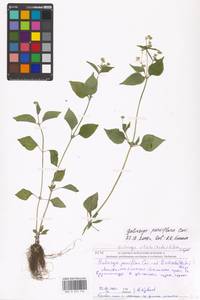 Galinsoga parviflora Cav., Eastern Europe, Moscow region (E4a) (Russia)