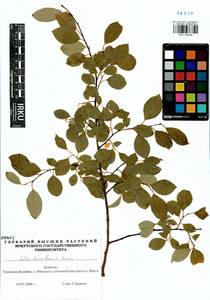 Salix taraikensis Kimura, Siberia, Baikal & Transbaikal region (S4) (Russia)