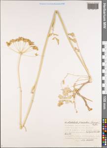 Pastinaca clausii (Ledeb.) Calest., Middle Asia, Caspian Ustyurt & Northern Aralia (M8) (Kazakhstan)