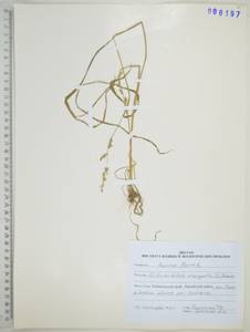 Echinochloa crus-galli (L.) P.Beauv., Siberia, Russian Far East (S6) (Russia)