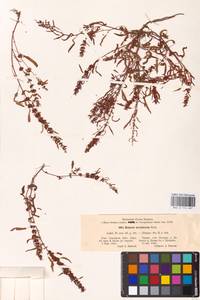 Rumex ucranicus Fisch., Eastern Europe, North Ukrainian region (E11) (Ukraine)