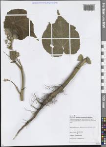 Abutilon theophrasti Medik., Caucasus, Krasnodar Krai & Adygea (K1a) (Russia)