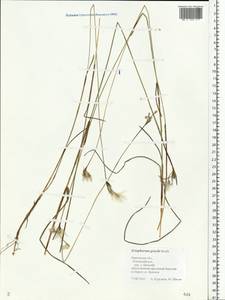 Eriophorum gracile Koch, Eastern Europe, Central forest region (E5) (Russia)