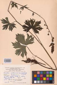 Aconitum lycoctonum subsp. moldavicum (Hacq.) Jalas, Eastern Europe (no precise locality) (E0)