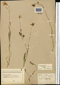 Campanula stevenii subsp. wolgensis (P.A.Smirn.) Fed., Eastern Europe, Middle Volga region (E8) (Russia)