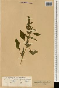 Amaranthus tricolor L., South Asia, South Asia (Asia outside ex-Soviet states and Mongolia) (ASIA) (China)
