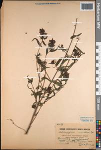 Melampyrum caucasicum Bunge, Caucasus, Black Sea Shore (from Novorossiysk to Adler) (K3) (Russia)