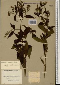 Symphytum asperum Lepech., Caucasus, Armenia (K5) (Armenia)