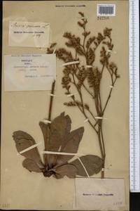 Goniolimon speciosum (L.) Boiss., Middle Asia, Syr-Darian deserts & Kyzylkum (M7) (Kazakhstan)