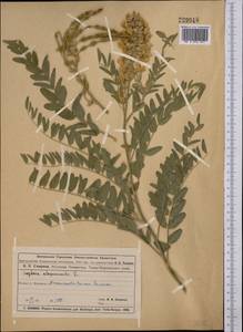 Sophora alopecuroides L., Middle Asia, Muyunkumy, Balkhash & Betpak-Dala (M9) (Kazakhstan)