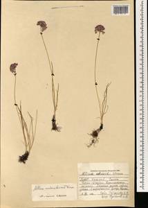 Allium austrosibiricum N.Friesen, Mongolia (MONG) (Mongolia)