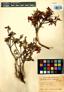 Rhododendron adamsii Rehder, Siberia, Baikal & Transbaikal region (S4) (Russia)