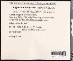 Pogonatum urnigerum (Hedw.) P. Beauv., Bryophytes, Bryophytes - Russian Far East (excl. Chukotka & Kamchatka) (B20) (Russia)