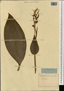 Canna indica L., South Asia, South Asia (Asia outside ex-Soviet states and Mongolia) (ASIA) (Not classified)