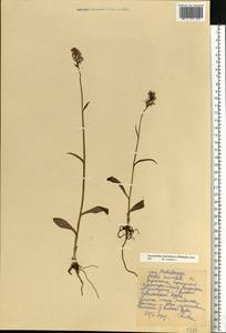 Dactylorhiza fuchsii subsp. hebridensis (Wilmott) Soó, Eastern Europe, Northern region (E1) (Russia)