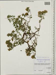 Ziziphora clinopodioides subsp. clinopodioides, Caucasus, Armenia (K5) (Armenia)