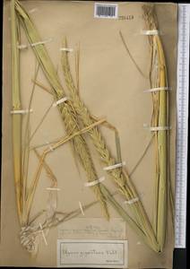 Leymus racemosus (Lam.) Tzvelev, Middle Asia, Muyunkumy, Balkhash & Betpak-Dala (M9) (Kazakhstan)