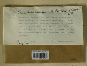 Homalothecium lutescens (Hedw.) H. Rob., Bryophytes, Bryophytes - Transcaucasia (B13) (South Ossetia)