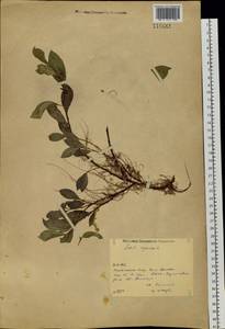 Salix rectijulis Ledeb. ex Trautv., Siberia, Western (Kazakhstan) Altai Mountains (S2a) (Kazakhstan)