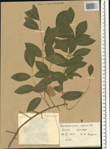 Gliricidia sepium (Jacq.)Walp., Africa (AFR) (Mali)