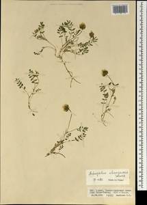 Astragalus changaicus Sancz. ex N. Ulziyhk., Mongolia (MONG) (Mongolia)
