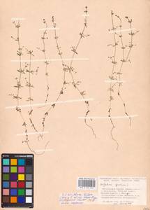 Galium spurium L., Eastern Europe, Lower Volga region (E9) (Russia)