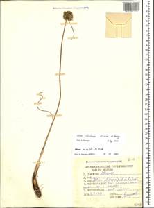 Allium saxatile M.Bieb., Caucasus, Stavropol Krai, Karachay-Cherkessia & Kabardino-Balkaria (K1b) (Russia)