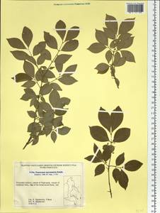 Euonymus alatus (Thunb.) Siebold, Siberia, Russian Far East (S6) (Russia)