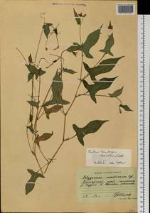 Persicaria thunbergii (Siebold & Zucc.) H. Gross, Siberia, Russian Far East (S6) (Russia)