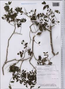 Zanthoxylum rhoifolium Lam., America (AMER) (Paraguay)