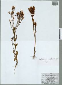 Zeltnera muhlenbergii (Griseb.) G. Mans., Eastern Europe, Central region (E4) (Russia)