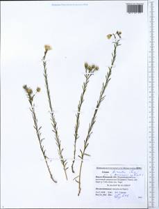 Linum komarovii subsp. boreale (Juz.) T.V. Egorova, Siberia, Western Siberia (S1) (Russia)