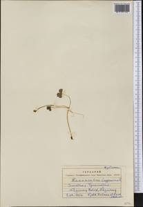 Coptidium lapponicum (L.) Á. Löve & D. Löve, America (AMER) (Greenland)