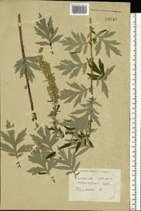 Artemisia vulgaris L., Eastern Europe, Belarus (E3a) (Belarus)