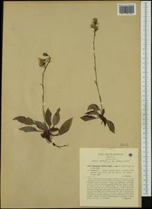 Hieracium racemosum subsp. crinitum (Sm.) Rouy, Western Europe (EUR) (Italy)