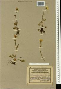Ranunculus dissectus subsp. szowitsianus (Boiss.) Elenevsky & Derv.-Sokol., Caucasus, Azerbaijan (K6) (Azerbaijan)