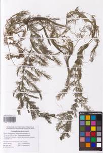 Ceratophyllum demersum L., Eastern Europe, Lower Volga region (E9) (Russia)