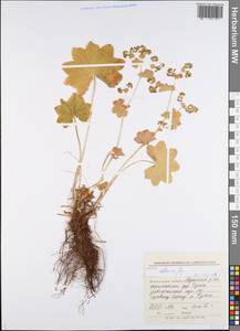 Alchemilla altaica Juz., Eastern Europe, Northern region (E1) (Russia)