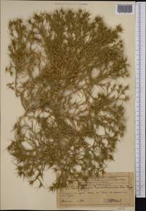 Ceratocarpus arenarius L., Middle Asia, Western Tian Shan & Karatau (M3) (Kazakhstan)