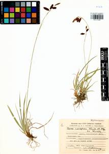 Carex coriophora Fisch. & C.A.Mey. ex Kunth, Siberia, Altai & Sayany Mountains (S2) (Russia)