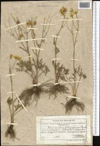 Ranunculus platyspermus Fisch. ex DC., Middle Asia, Muyunkumy, Balkhash & Betpak-Dala (M9) (Kazakhstan)